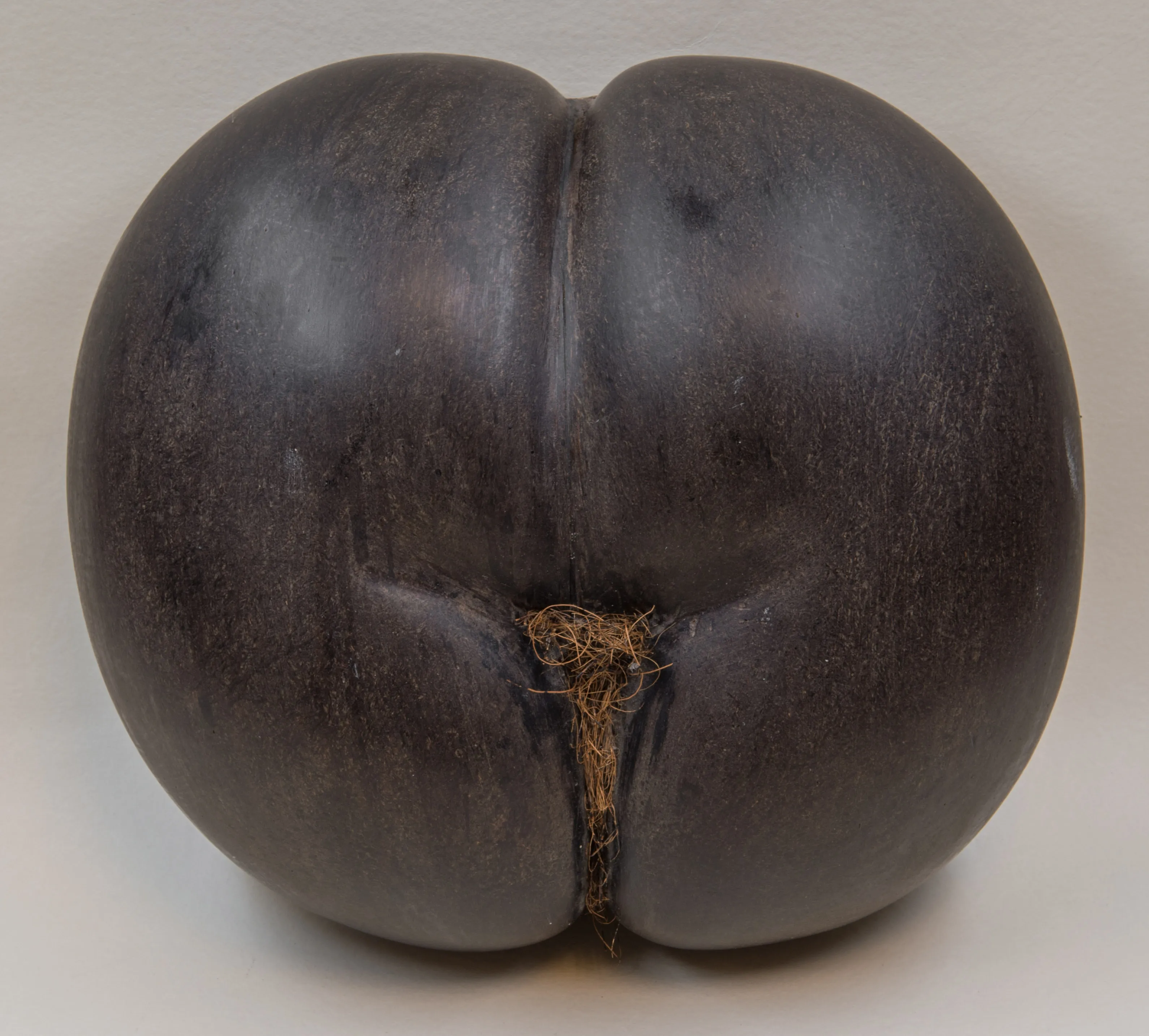 Coco de mer femelle vu de face, avec ses deux lobes caractéristiques en forme de fesses