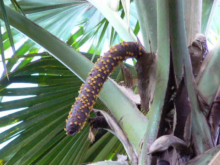 Coco de mer mâle avec son inflorescence caractéristique aux Seychelles
