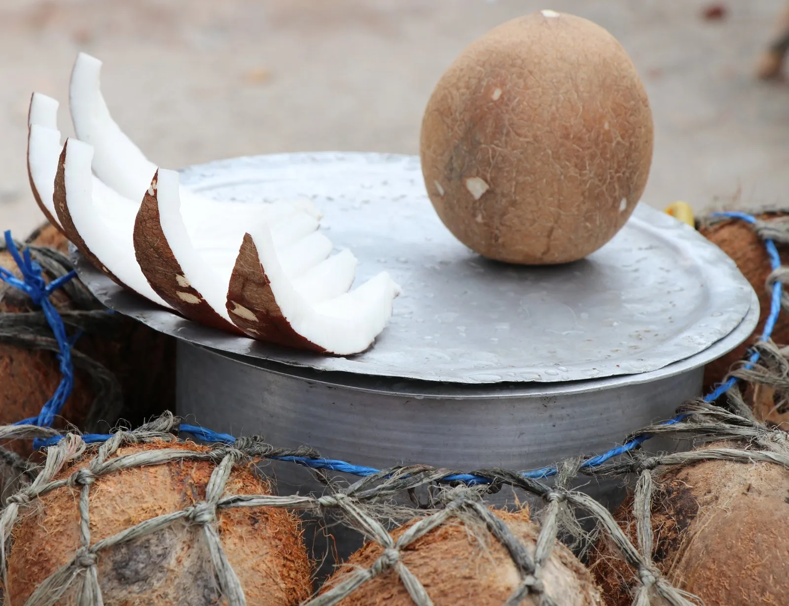 Coco de mer, le fruit le plus gros et le plus rare du monde végétal