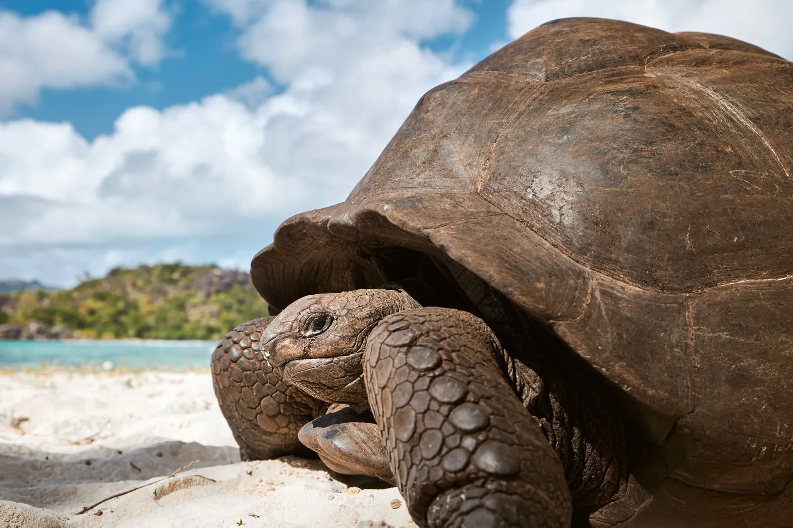 Tortue géante d'Aldabra sur une plage des Seychelles