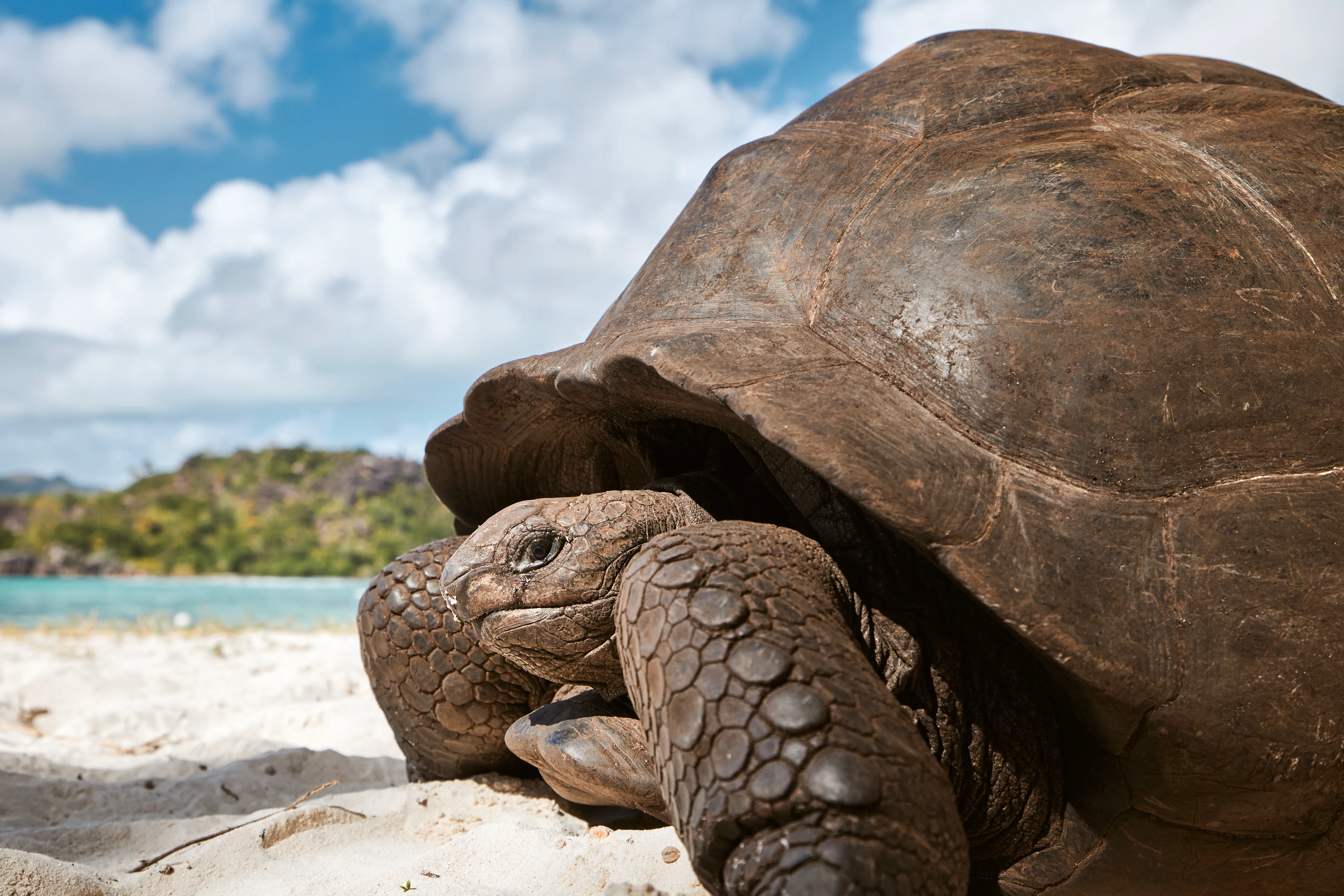 Tortue géante d'Aldabra sur une plage des Seychelles