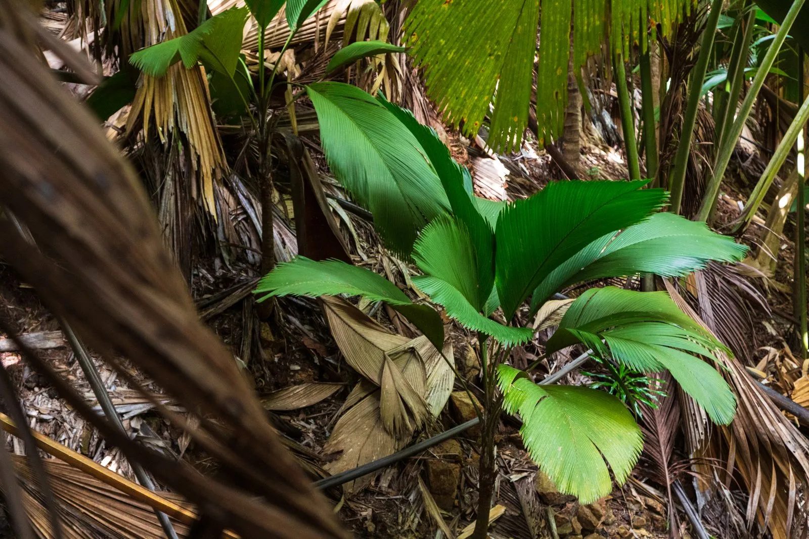 Palmiers géants de la Vallée de Mai à Praslin, forêt classée UNESCO